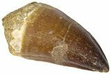 Fossil Mosasaur (Thalassotitan) Tooth - Morocco #364166-1